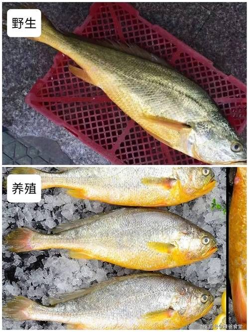 如何判斷深海紅龍魚是否新鮮，如何挑選健康的深海紅龍魚