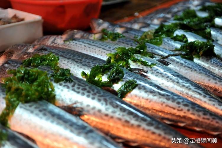 如何判斷海龍魚是否新鮮？，——權威感官判定指南（1000字詳解）