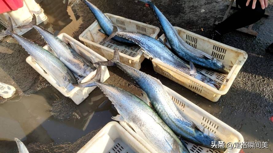 如何判斷海龍魚是否新鮮？，——權威感官判定指南（1000字詳解）