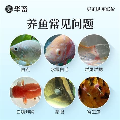 錦鯉爛身的6個征兆，錦鯉爛身的6個關鍵征兆及預防措施