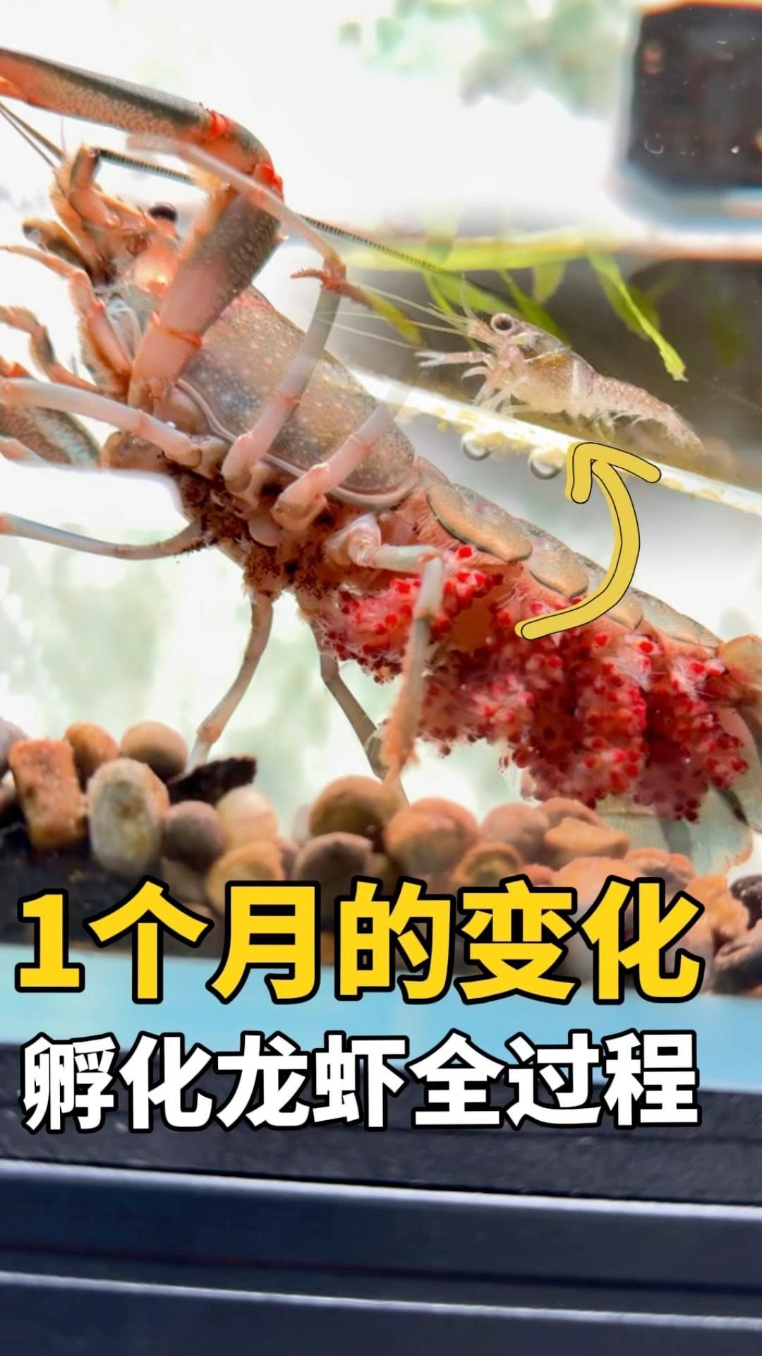 澳龍養(yǎng)殖有哪些成功案例，澳洲淡水龍蝦養(yǎng)殖成功案例