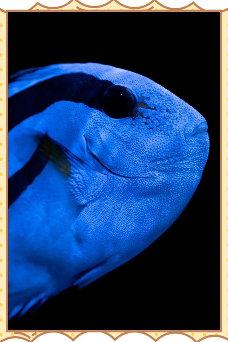 魚爛身最怕四種藥，“魚爛身最怕四種藥物”要求1000字內容和配圖