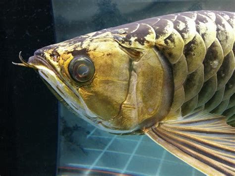 龍魚眼睛掉眼后如何恢復？，龍魚掉眼怎么辦？