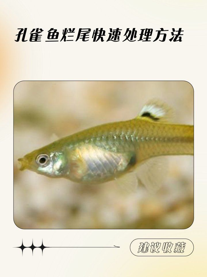 如何判斷魚爛尾的嚴重程度，cwbywej.cwbywej.cwbywej.c-