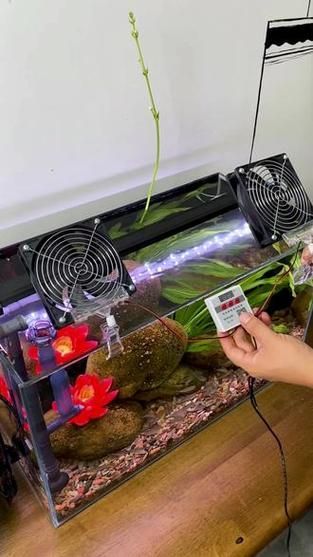 如何降低龍魚缸的水溫至30度？，北京龍魚缸水溫降至30℃并非極端操作