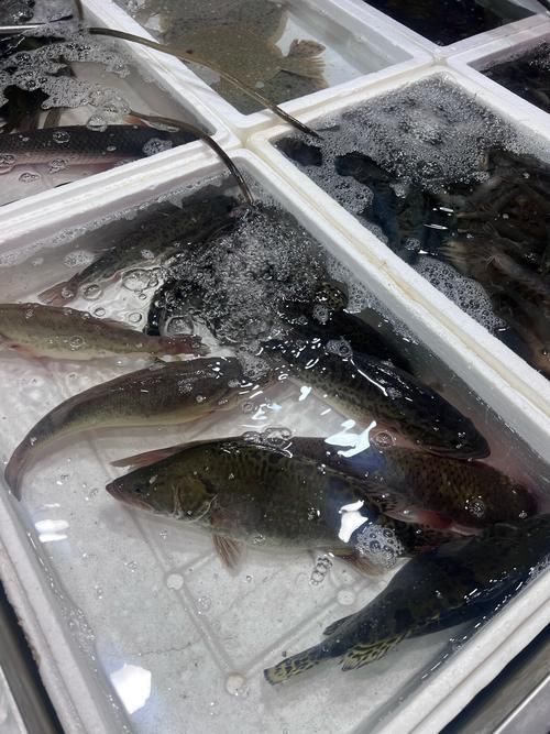 瓊中龍魚的口碑如何？，“瓊中龍魚”并非觀賞性龍魚