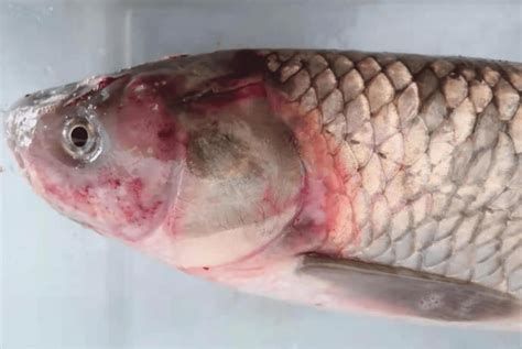 龍魚外傷漏出內臟還能恢復嗎視頻，魚外傷漏出內臟后恢復能力取決于多種因素包括傷口的嚴重程度
