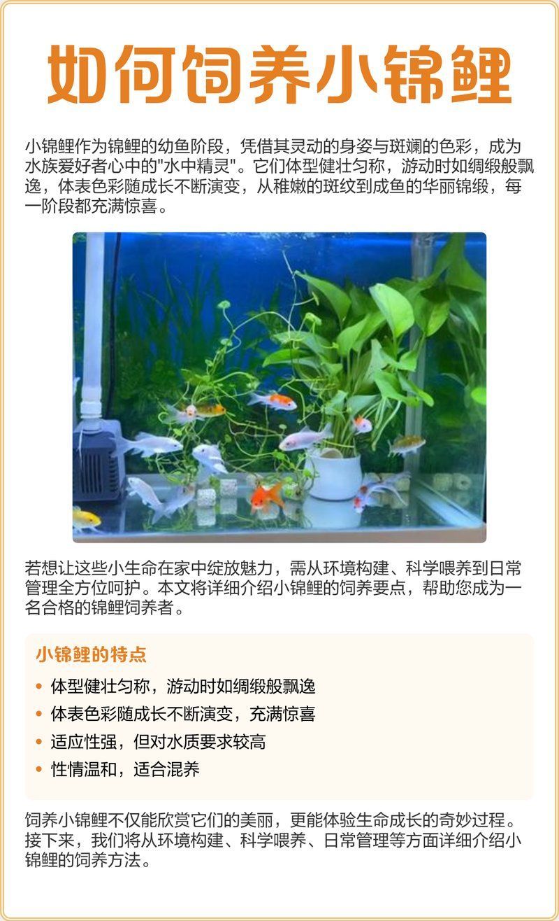 錦鯉的養殖技巧有哪些，觀賞魚中的佼佼者，錦鯉養殖技巧對于保持低蛋白易消化