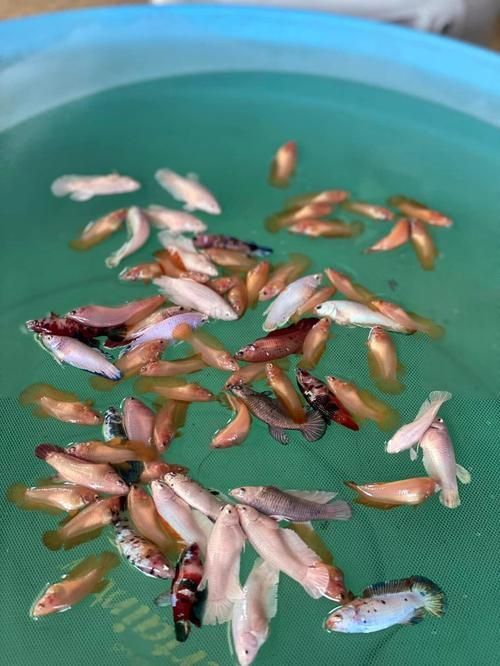 如何判斷龍魚有寄生蟲，arxiv論文助手arxiv論文助手arxiv論文助手