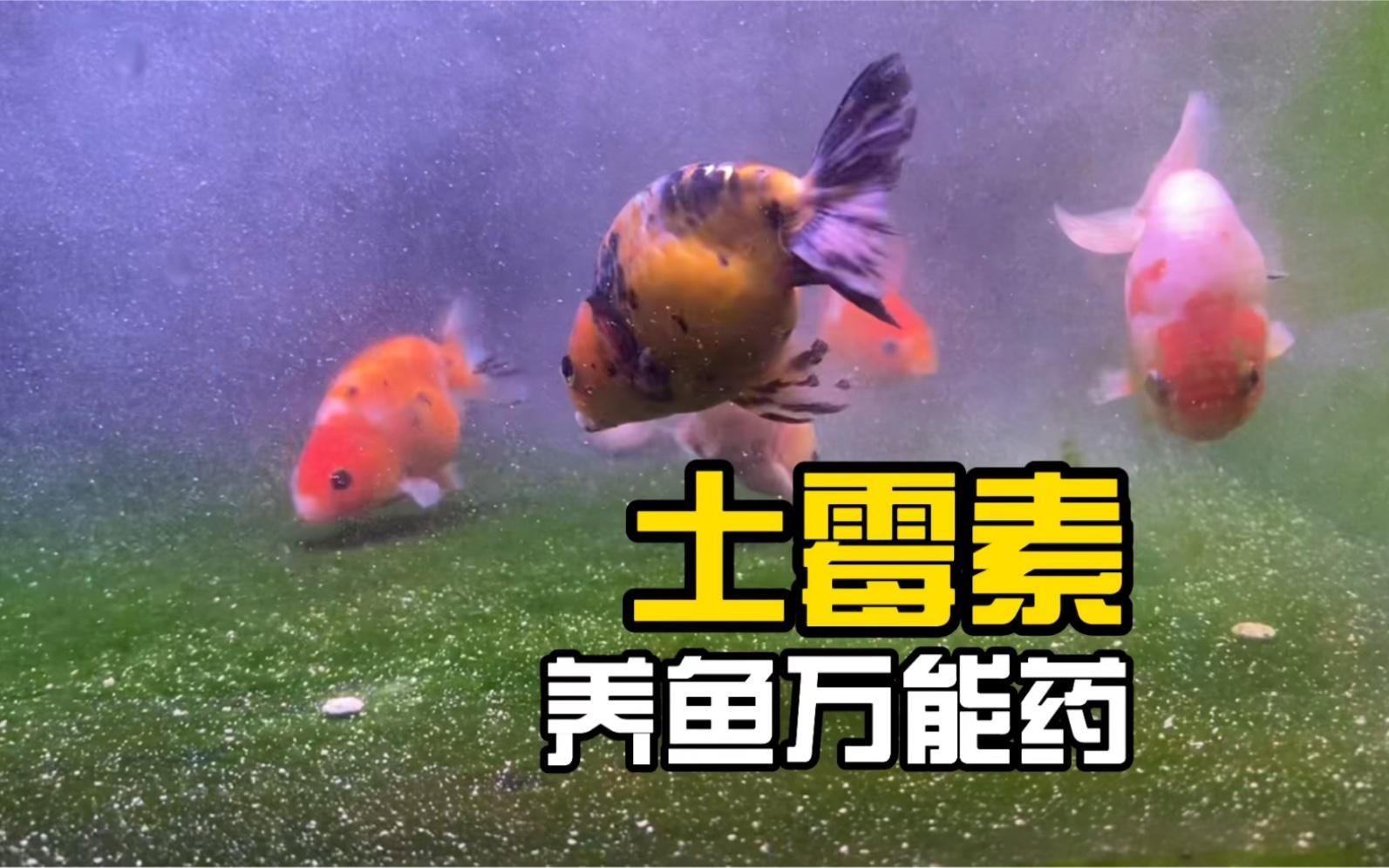 如何正確給魚口服土霉素，養魚萬能藥是什么