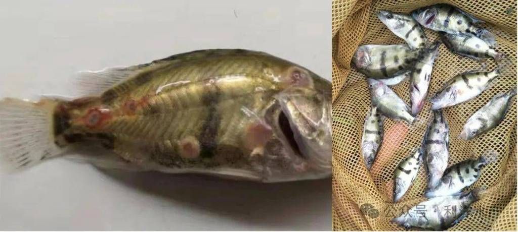 魚胸鰭根部發紅的危害，如何判斷魚胸鰭根部發紅是否嚴重