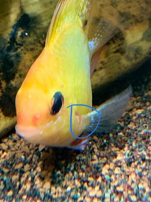 魚胸鰭根部發紅的危害，如何判斷魚胸鰭根部發紅是否嚴重