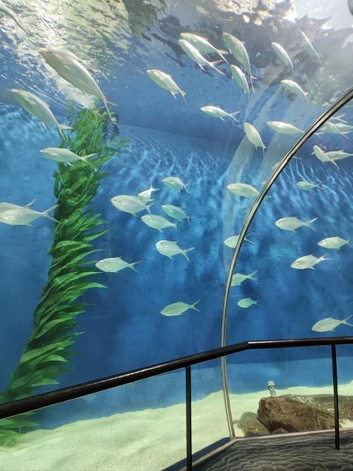 廣州花地灣水族館有哪些特色，廣州花地灣水族館有哪些特色，