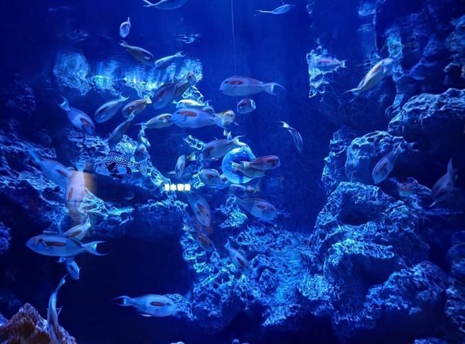 廣州花地灣水族館有哪些特色，廣州花地灣水族館有哪些特色，