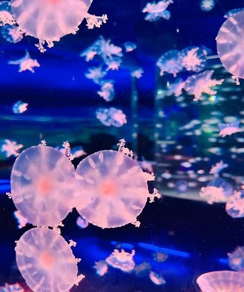 廣州花地灣水族館有哪些特色，廣州花地灣水族館有哪些特色，