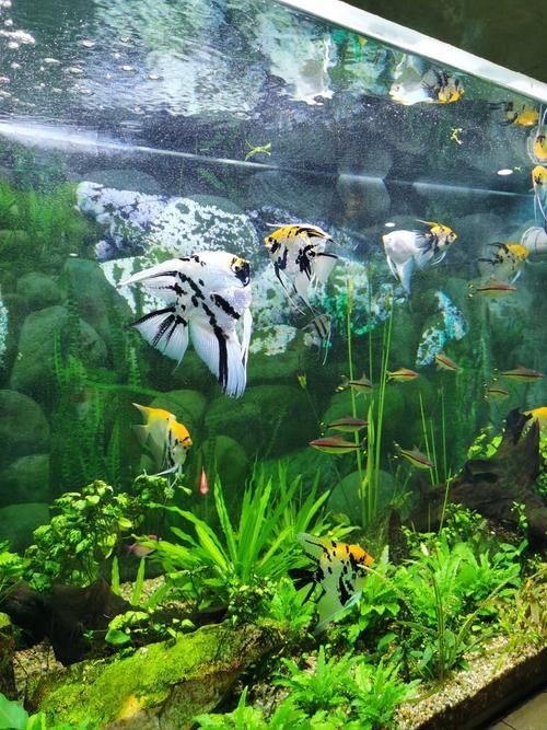 廣州花地灣水族館有哪些特色，廣州花地灣水族館有哪些特色，