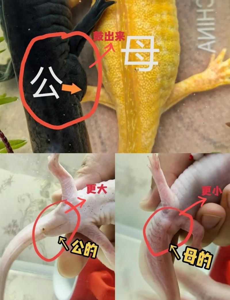 如何判斷六角龍魚的品種，六角恐龍或六角龍魚怎么分公母寵物健康家園