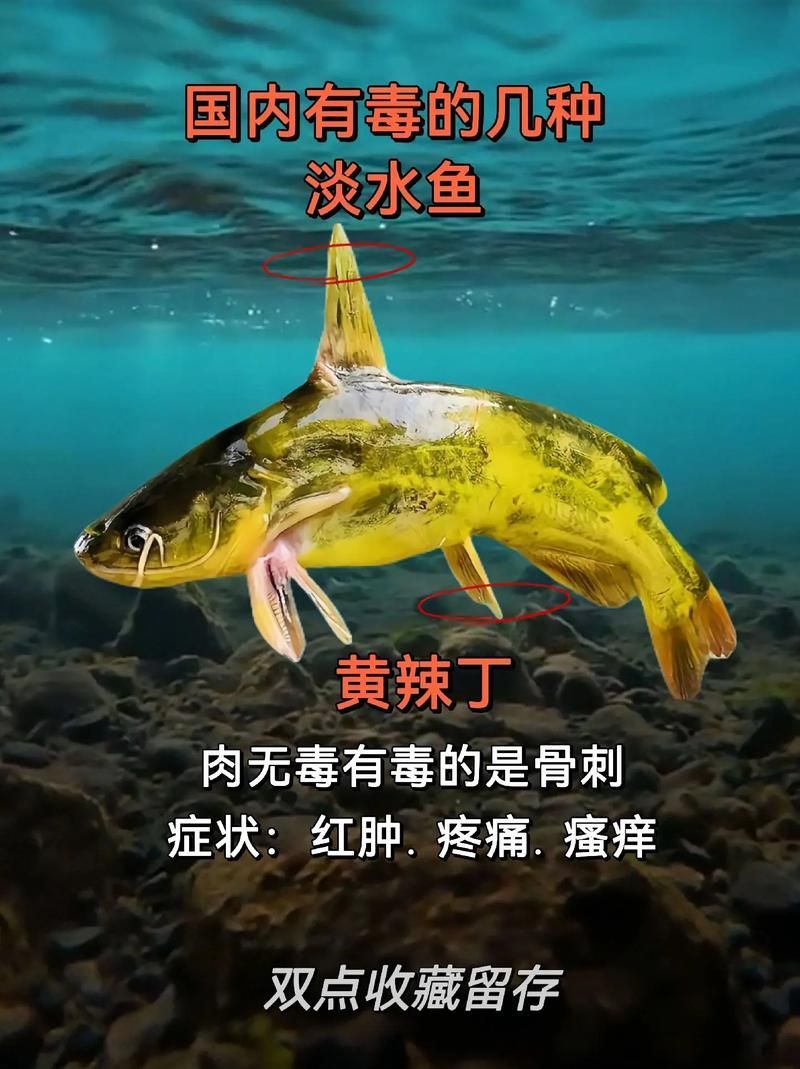 十大最不吉利魚，年夜飯中被認為“不吉利”的十種魚，吃魚不僅是為了美味