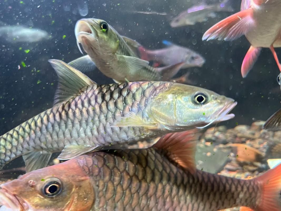 十大最不吉利魚，年夜飯中被認為“不吉利”的十種魚，吃魚不僅是為了美味