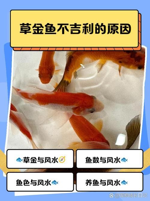 十大最不吉利魚，年夜飯中被認為“不吉利”的十種魚，吃魚不僅是為了美味