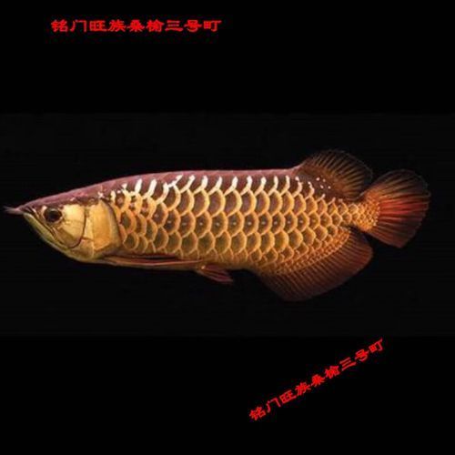 請?zhí)峁┮粡埨苯芳t龍的圖片，辣椒紅龍有哪些常見疾病，