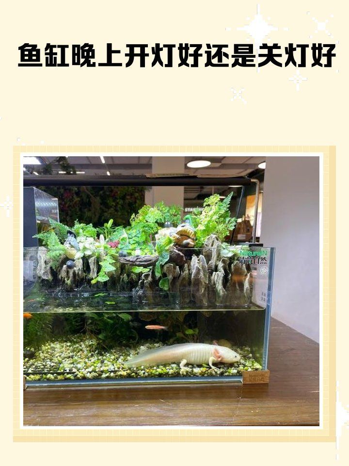 魚(yú)缸開(kāi)燈對(duì)魚(yú)有害嗎？，開(kāi)燈對(duì)魚(yú)有害嗎？