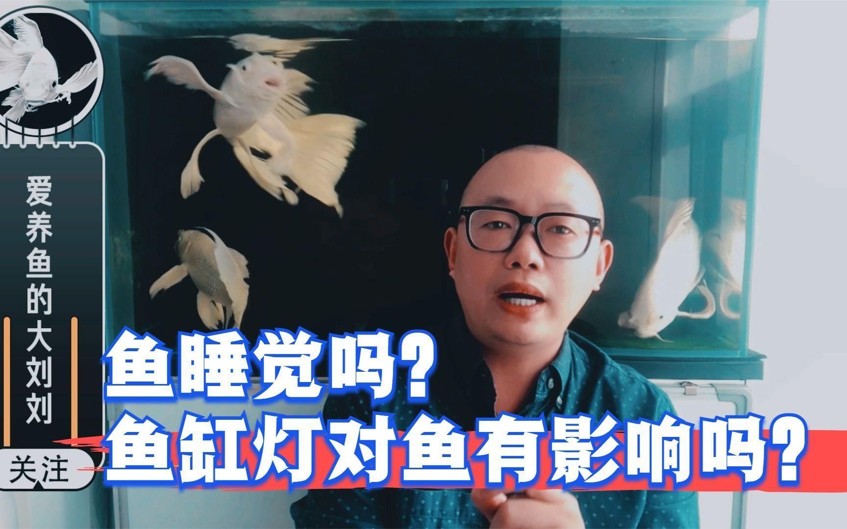 魚(yú)缸開(kāi)燈對(duì)魚(yú)有害嗎？，開(kāi)燈對(duì)魚(yú)有害嗎？