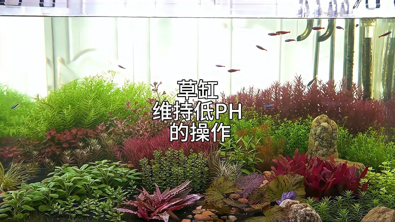 如何調整觀賞魚缸的pH值，觀賞魚缸ph值調整