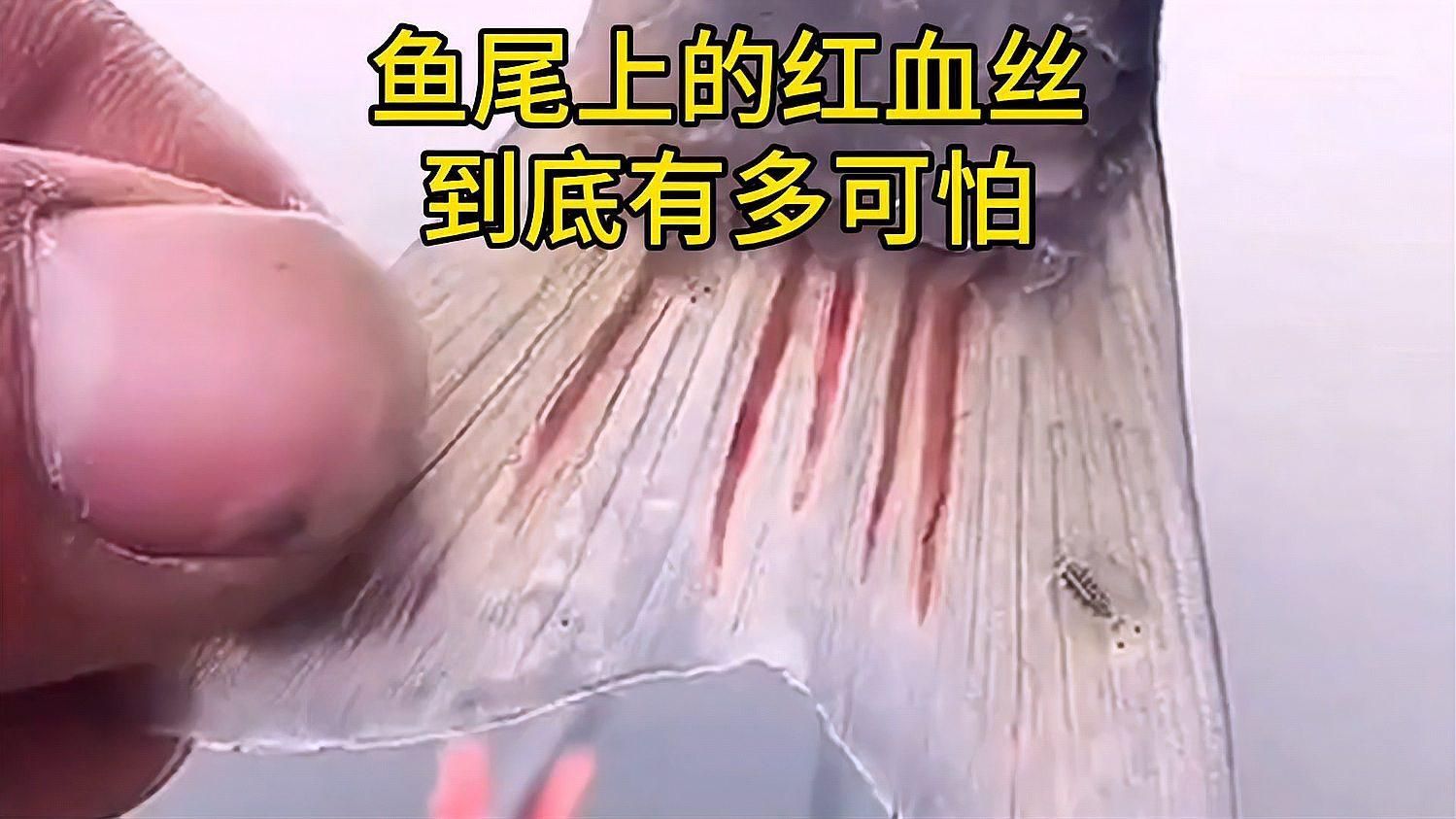 如何預防魚尾巴發紅，如何預防魚尾巴發紅的問題