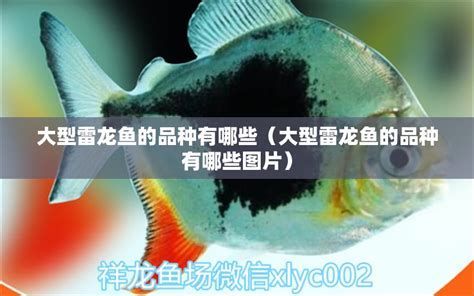 雷龍魚鰭充血最簡單三個過程，雷龍魚鰭充血最簡單三個過程，最簡單有效的處理從簡單到復雜依次