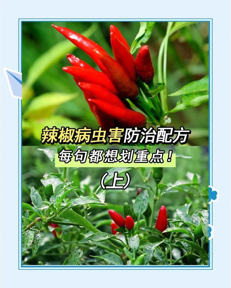 如何防治紅龍辣椒的病蟲害，如何防治紅龍辣椒病蟲害？