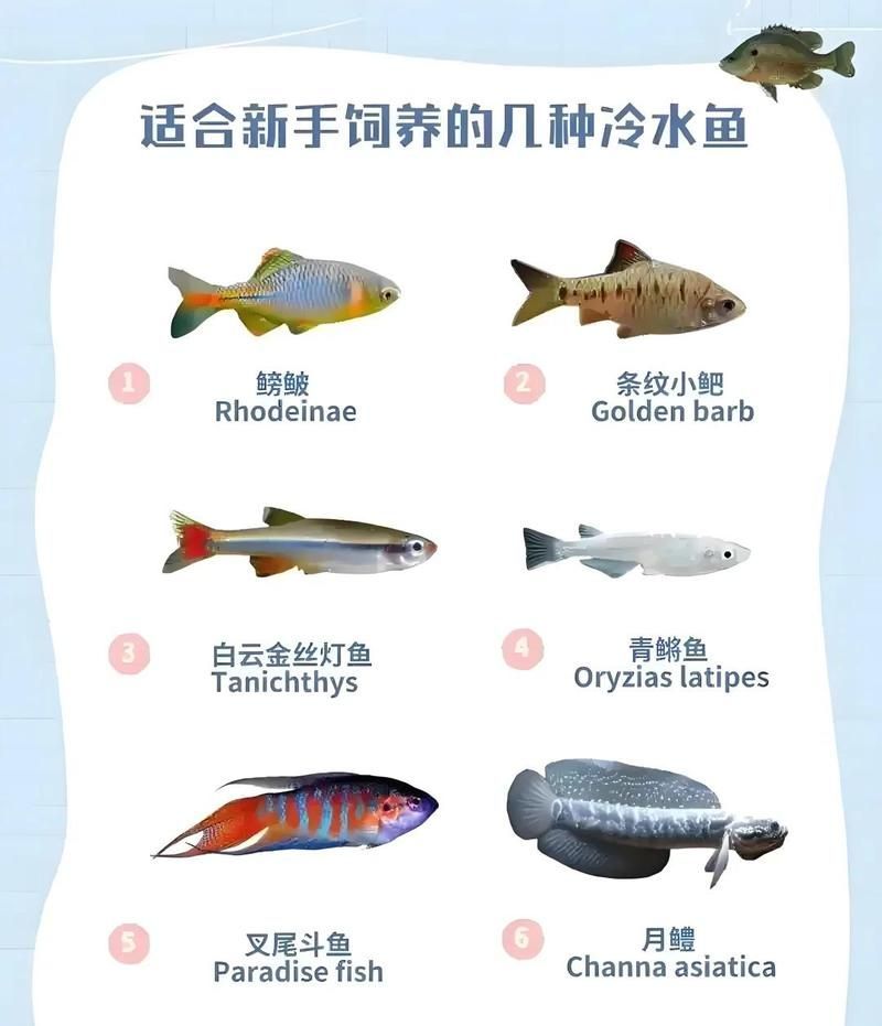 能否提供冷水觀賞魚養殖的詳細步驟，冷水觀賞魚可以養嗎？ 能否提供冷水觀賞魚養殖的詳細步驟，冷水觀賞魚可以養嗎？ 龍魚百科 第2張