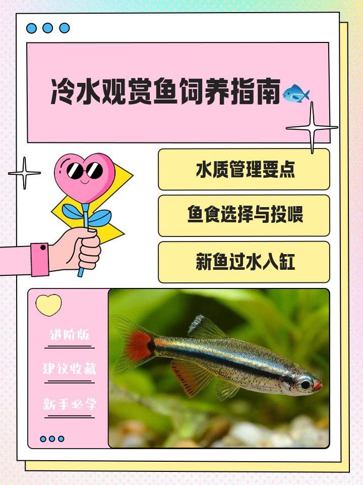 能否提供冷水觀賞魚養殖的詳細步驟，冷水觀賞魚可以養嗎？ 能否提供冷水觀賞魚養殖的詳細步驟，冷水觀賞魚可以養嗎？ 龍魚百科 第1張