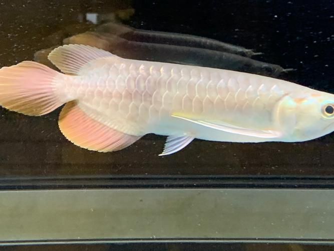 紅龍魚立鱗什么樣，紅龍魚立鱗后多久會好,如何判斷紅龍魚是否立鱗