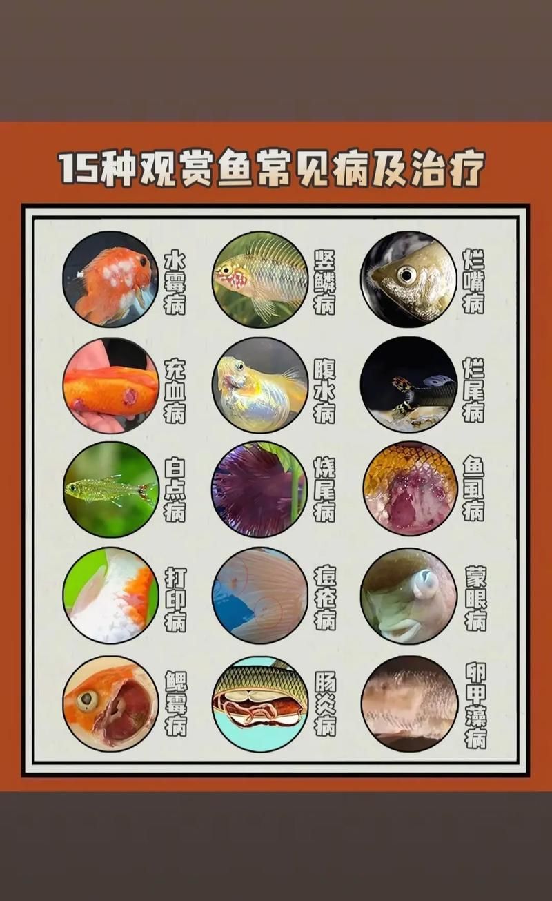 如何預防金魚豎鱗病，如何預防金魚豎鱗病（1000字+配圖指南）