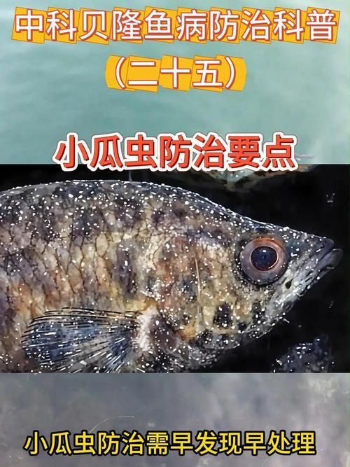 如何判斷龍魚是否感染了真菌或寄生蟲？，共調用2個工具,用戶要求詳解如何判斷龍魚是否感染了真菌或寄生蟲