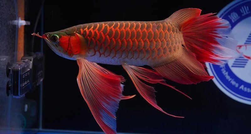 龍魚大概多少錢一條，金龍魚價格揭秘:從入門到賽級職業打jia人在此