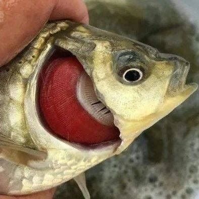 詳解（1000字和配圖）哪些藥物可以有效治療龍魚鰓病？，龍魚鰓病怎么治療？