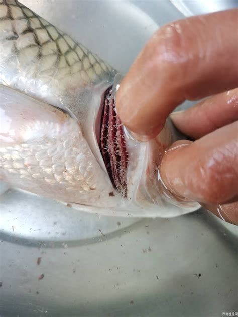 詳解（1000字和配圖）哪些藥物可以有效治療龍魚鰓病？，龍魚鰓病怎么治療？