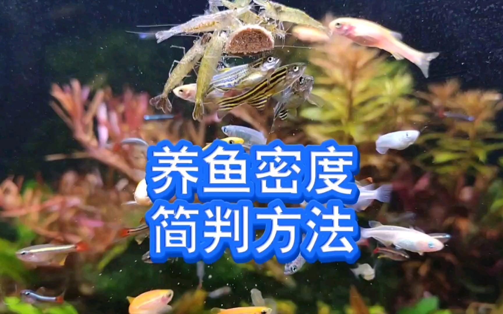 如何判斷魚缸密度是否合適，如何判斷魚缸的密度是否合適