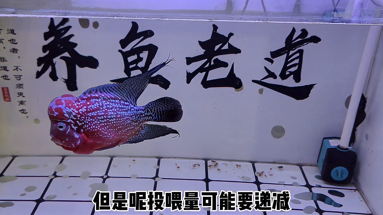 如何判斷魚缸密度是否合適，如何判斷魚缸的密度是否合適