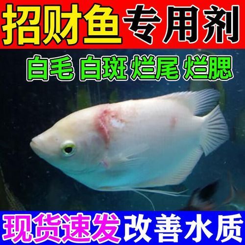 如何預防紅眼招財魚生病，家庭水族箱中的熱門觀賞魚——紅眼招財魚