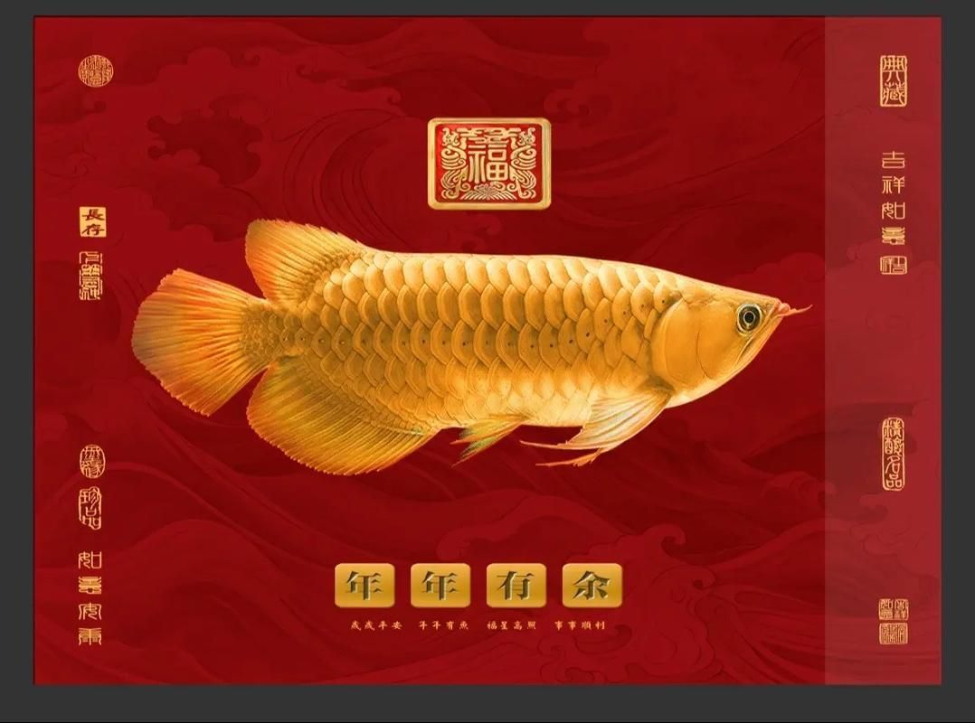 2024年金龍魚廣告有哪些變化？，2024年金龍魚2024年金龍魚廣告的核心變化體現 2024年金龍魚廣告有哪些變化？，2024年金龍魚2024年金龍魚廣告的核心變化體現 龍魚百科 第8張