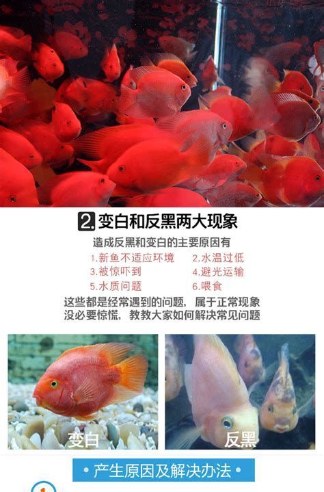 紅龍魚鱗片發黑是什么病，紅龍魚鱗片發黑可能是由多種原因引起的 紅龍魚鱗片發黑是什么病，紅龍魚鱗片發黑可能是由多種原因引起的 龍魚百科