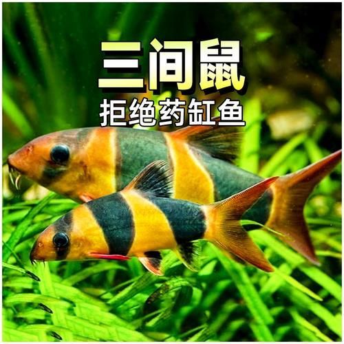 祥龍魚場的三間鼠魚質量如何？，祥龍魚場是否有三間鼠魚？如何判斷三間鼠魚的質量？
