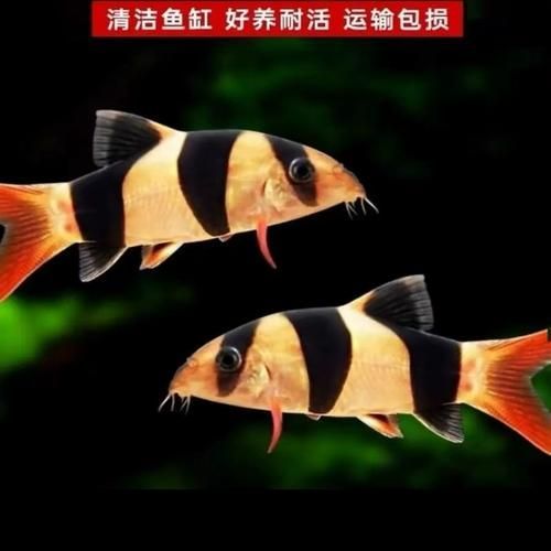 祥龍魚場的三間鼠魚質量如何？，祥龍魚場是否有三間鼠魚？如何判斷三間鼠魚的質量？