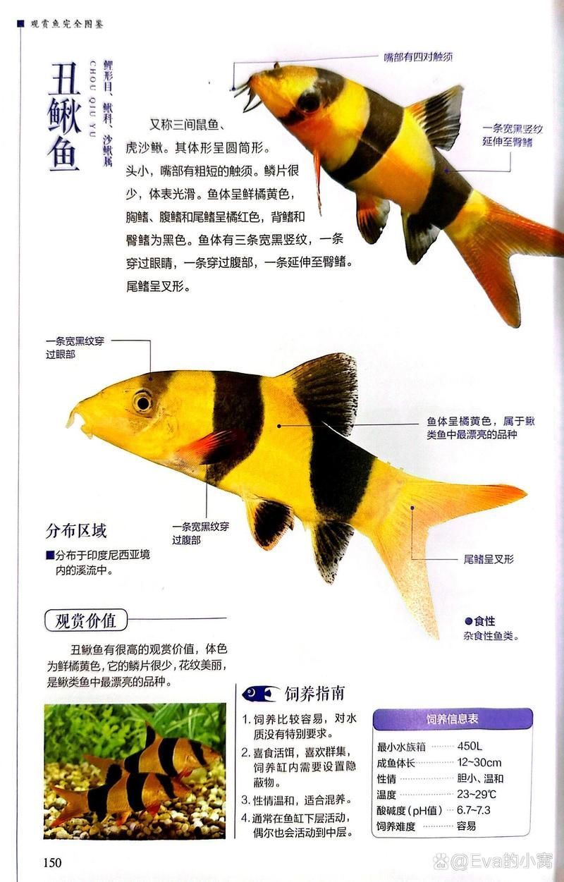 祥龍魚場的三間鼠魚質量如何？，祥龍魚場是否有三間鼠魚？如何判斷三間鼠魚的質量？
