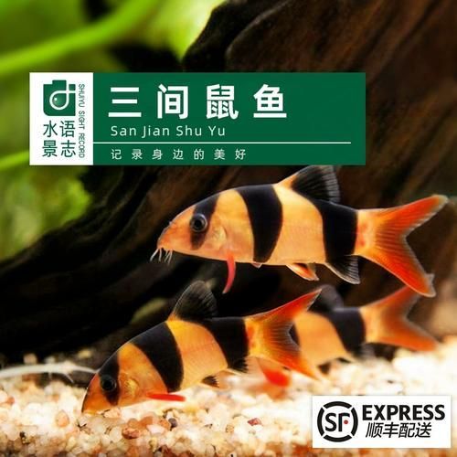 祥龍魚場的三間鼠魚質量如何？，祥龍魚場是否有三間鼠魚？如何判斷三間鼠魚的質量？