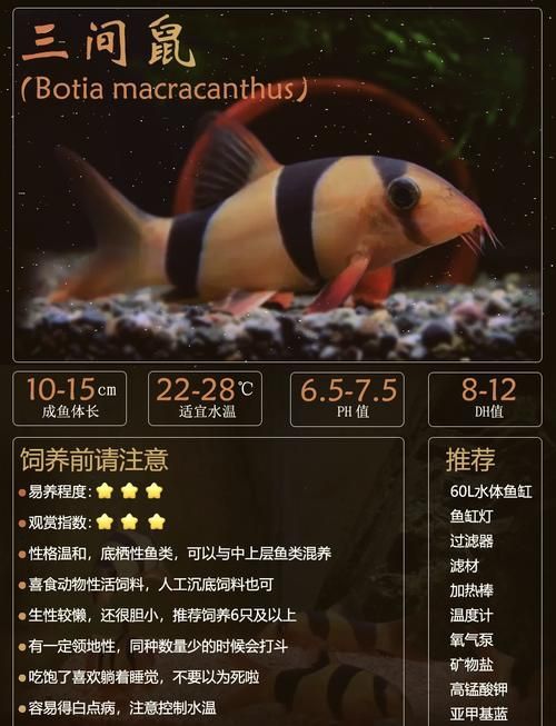 祥龍魚場的三間鼠魚質量如何？，祥龍魚場是否有三間鼠魚？如何判斷三間鼠魚的質量？