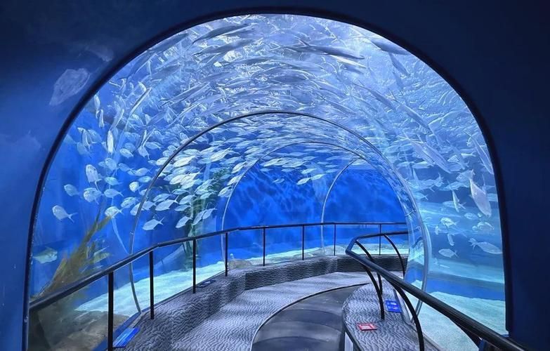 <strong><mark>上海</mark></strong>海洋水族館的開放時間是，<strong><mark>上海</mark></strong>海洋水族館夜場游玩攻略